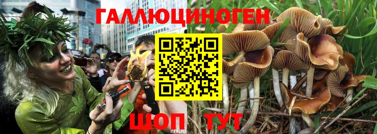 Домодедово  Псилоцибиновые грибы GOLDEN TEACHER  Вход с VPN 